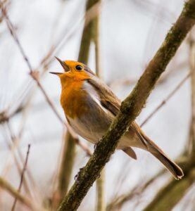 Eveil : Sur les traces des oiseaux