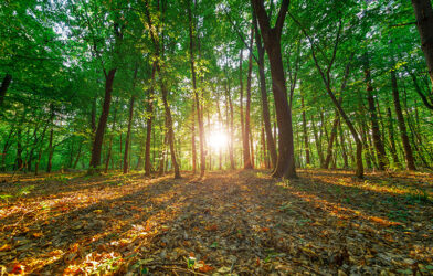 Prédication l'Estive 1 : la nature